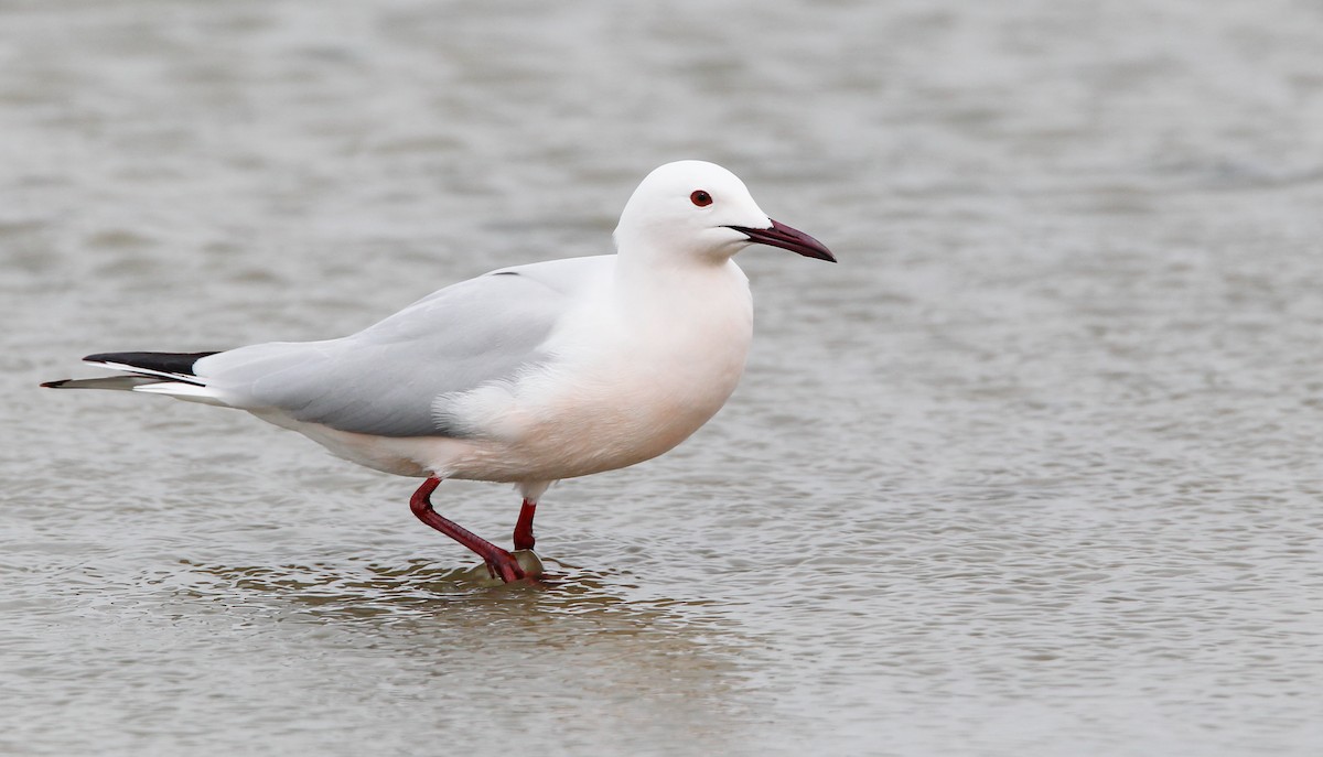 Slender-billed Gull - ML88090541