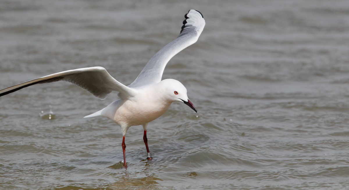 Slender-billed Gull - ML88090551