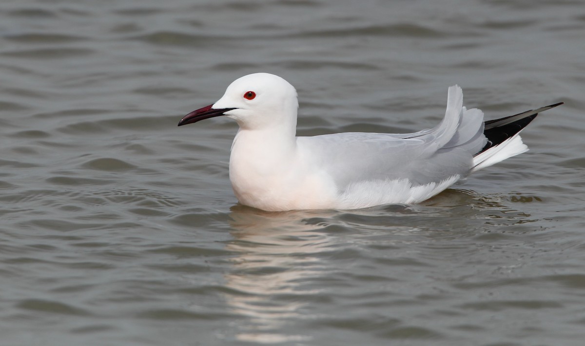 Slender-billed Gull - ML88090561