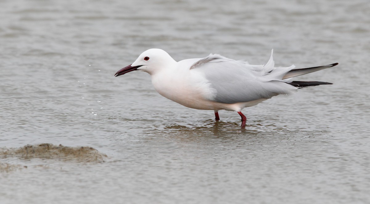 Slender-billed Gull - ML88090581