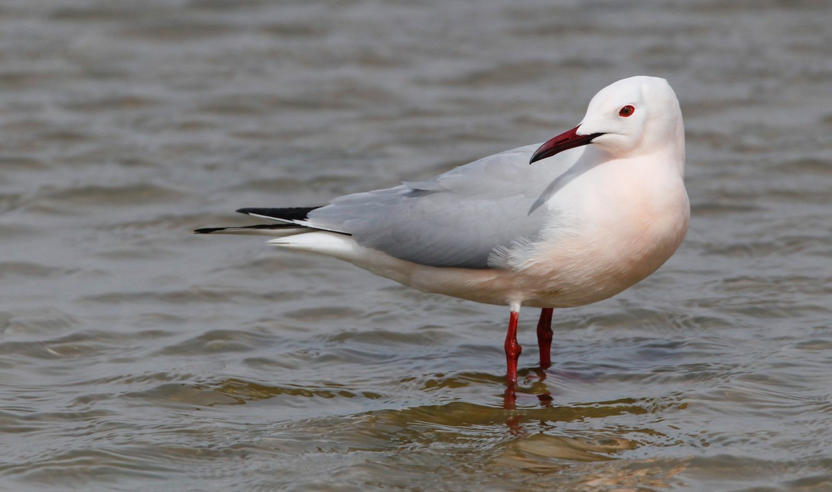 Slender-billed Gull - ML88090611