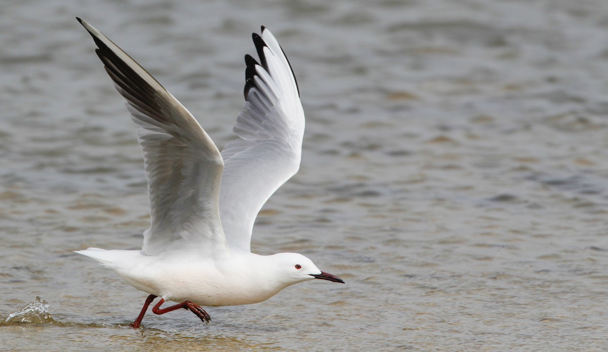 Slender-billed Gull - Ian Davies