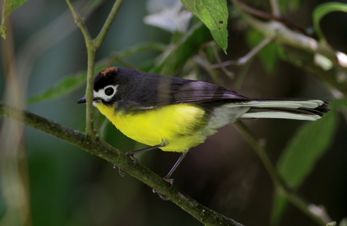 White-fronted Redstart - Jay McGowan