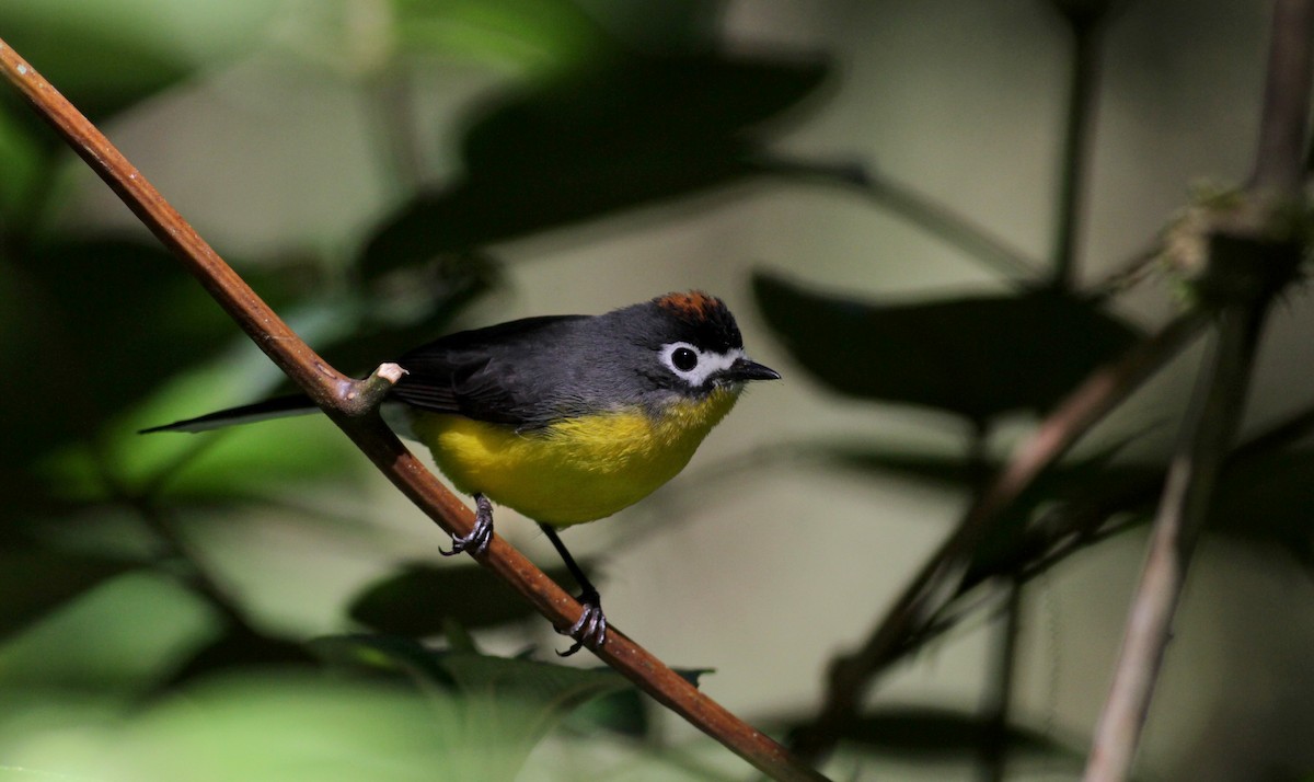 White-fronted Redstart - Jay McGowan