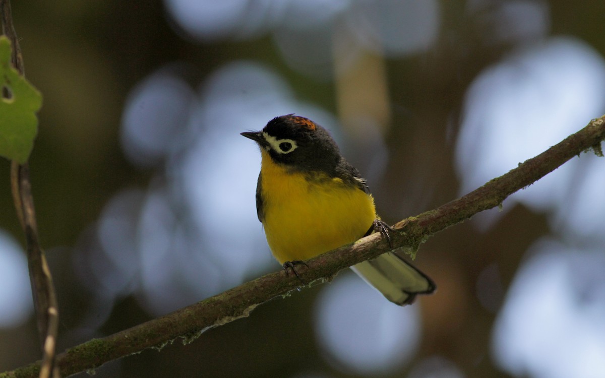 White-fronted Redstart - Jay McGowan