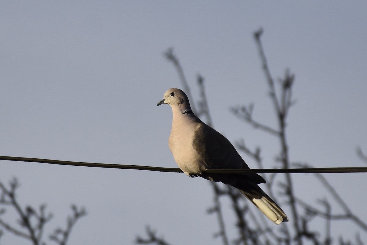 Eurasian Collared-Dove - Max Brodie