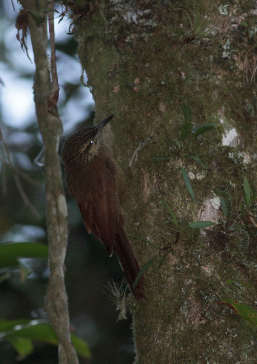 Black-banded Woodcreeper (Black-banded) - Jay McGowan