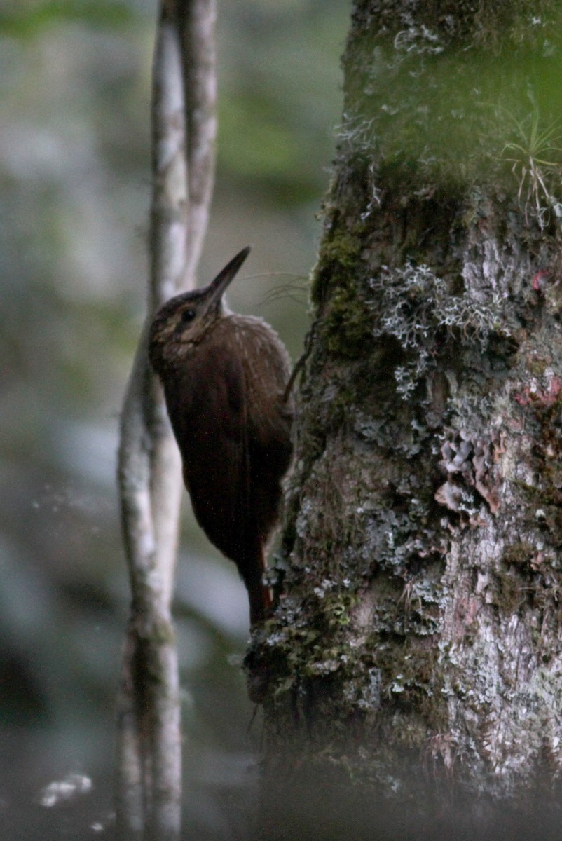 Black-banded Woodcreeper (Black-banded) - Jay McGowan