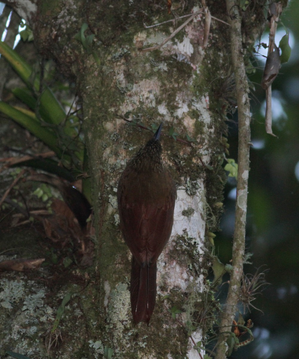 Black-banded Woodcreeper (Black-banded) - ML88091921