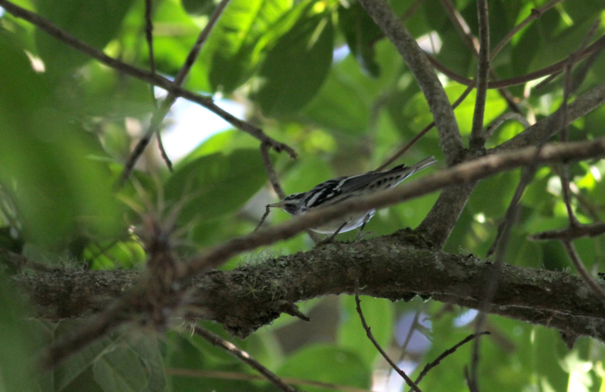 Black-and-white Warbler - ML88092601
