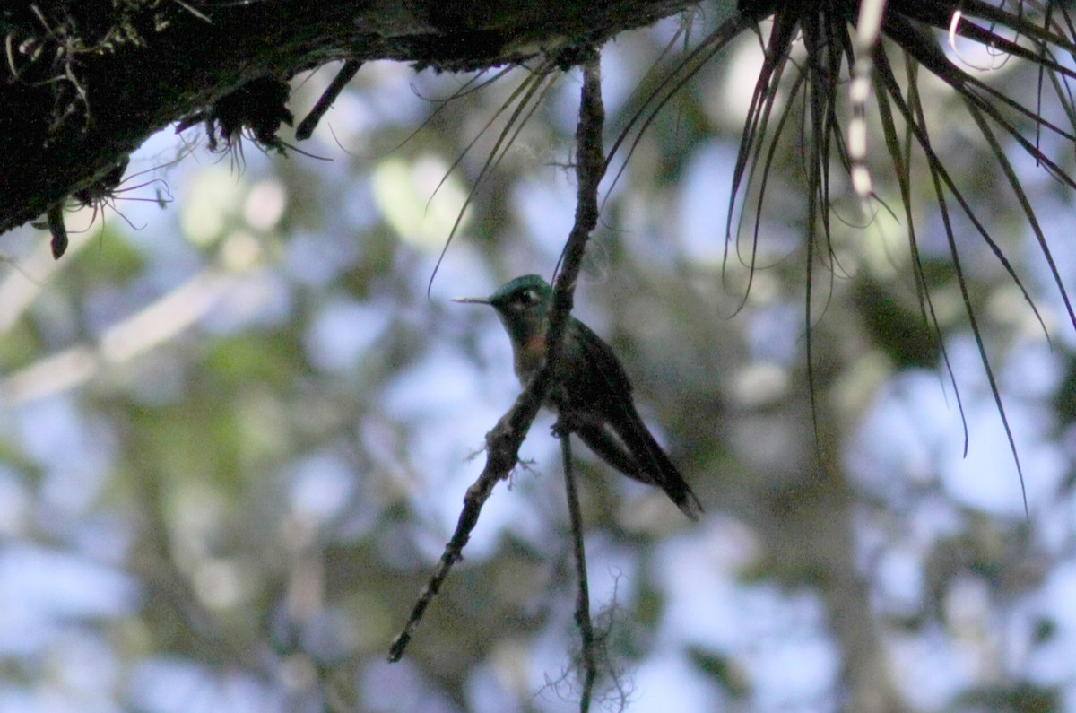 Long-tailed Sylph - ML88092651
