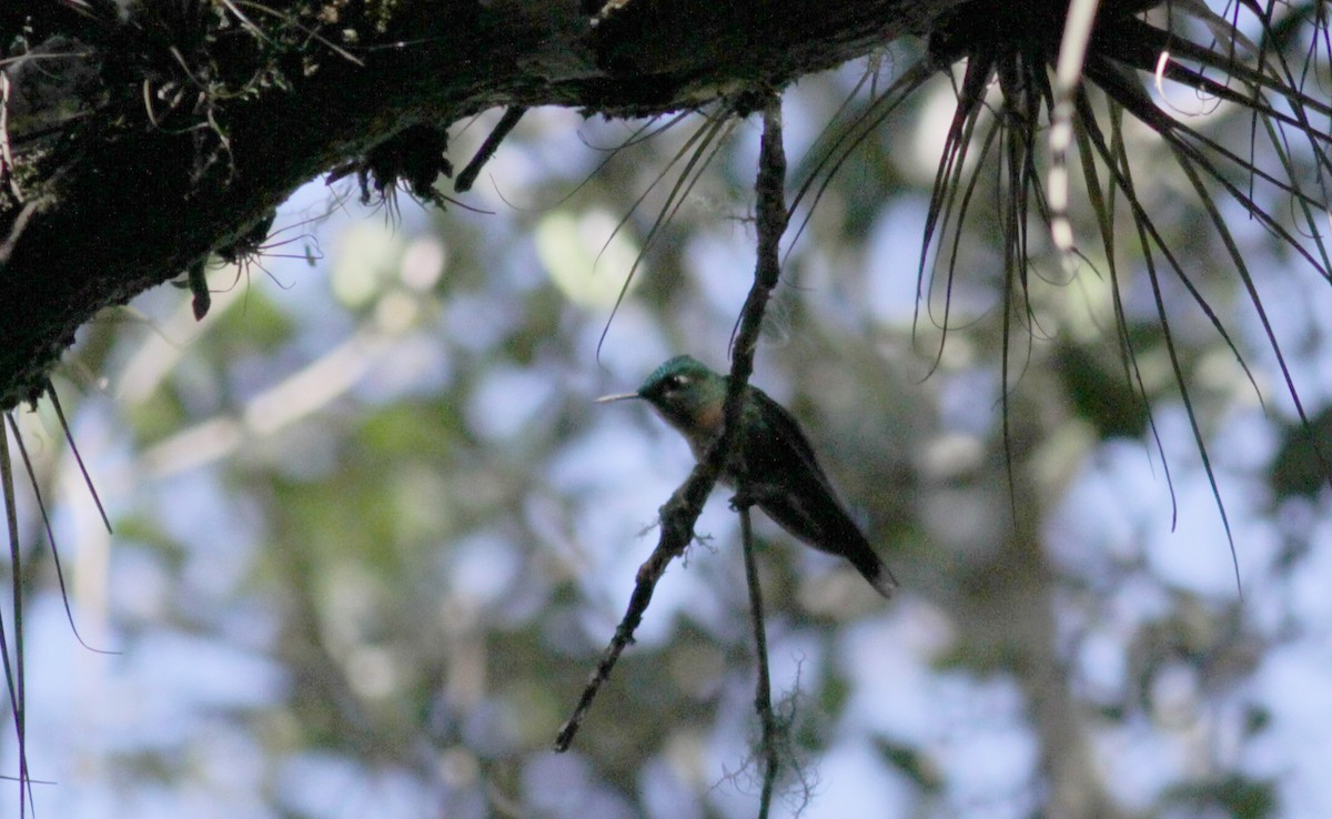 Long-tailed Sylph - ML88092661