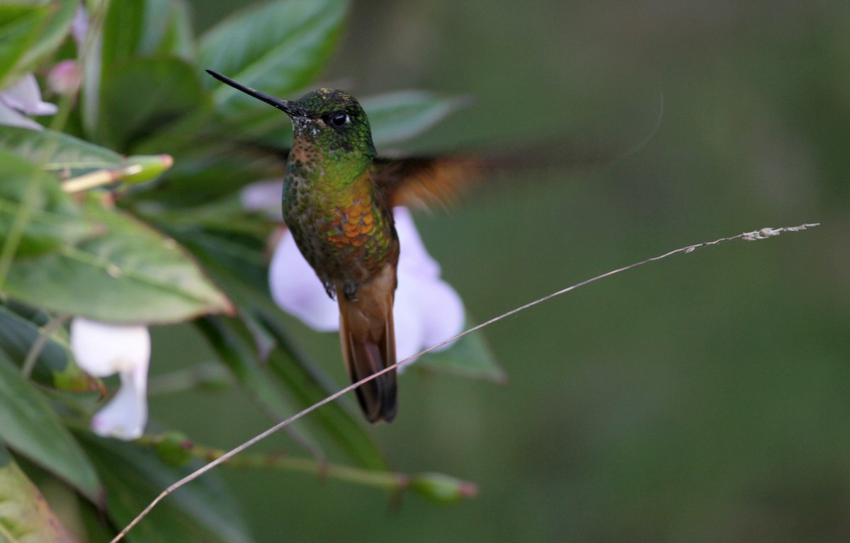 Merida Starfrontlet - Jay McGowan