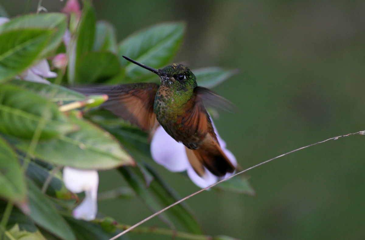 Merida Starfrontlet - Jay McGowan