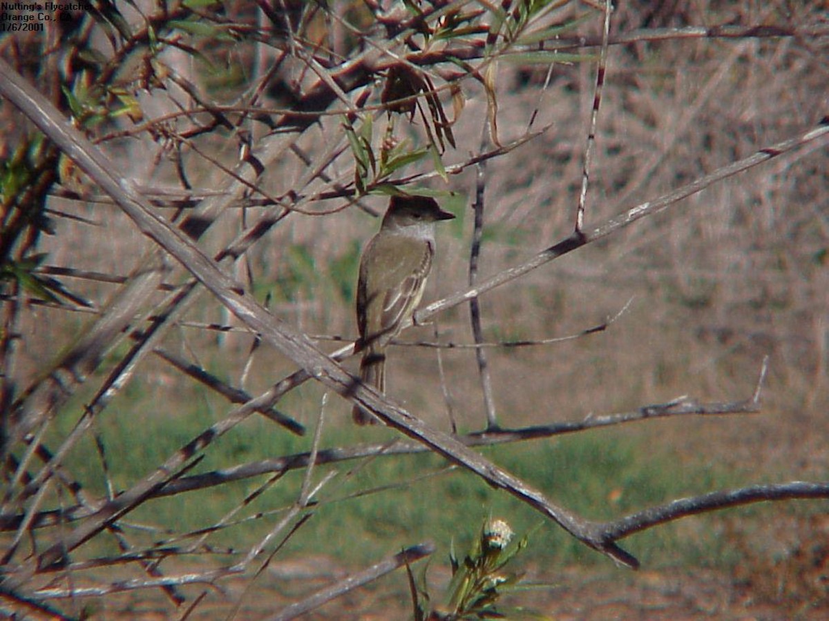 Nutting's Flycatcher - ML88094681