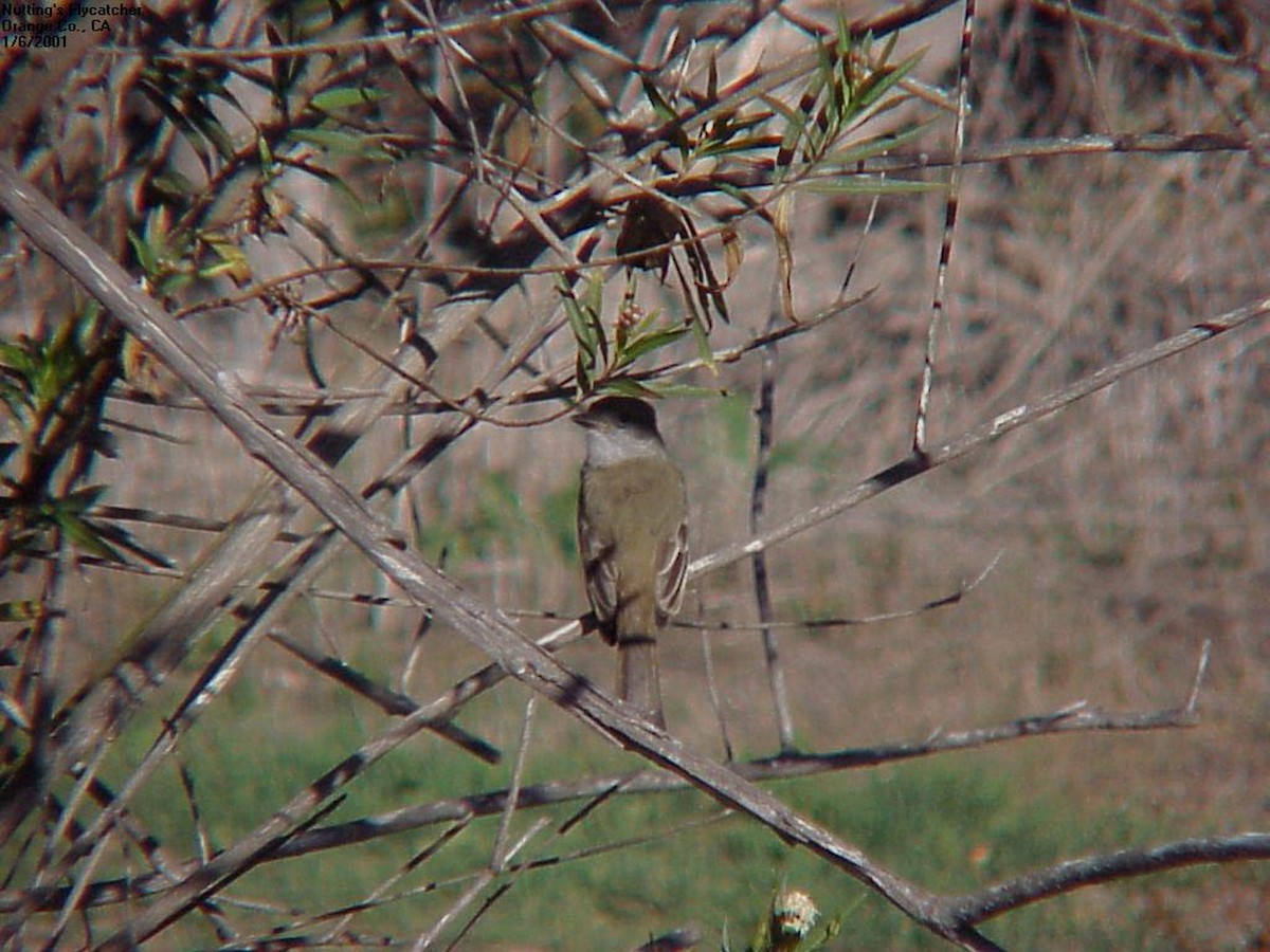 Nutting's Flycatcher - Stephen Davies