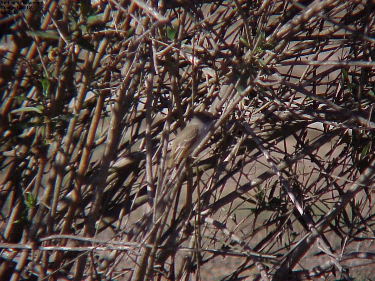 Nutting's Flycatcher - Stephen Davies