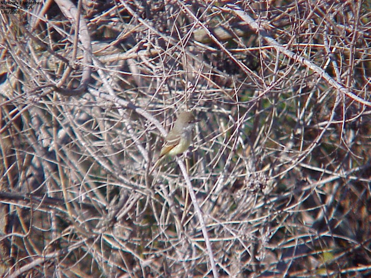 Nutting's Flycatcher - Stephen Davies