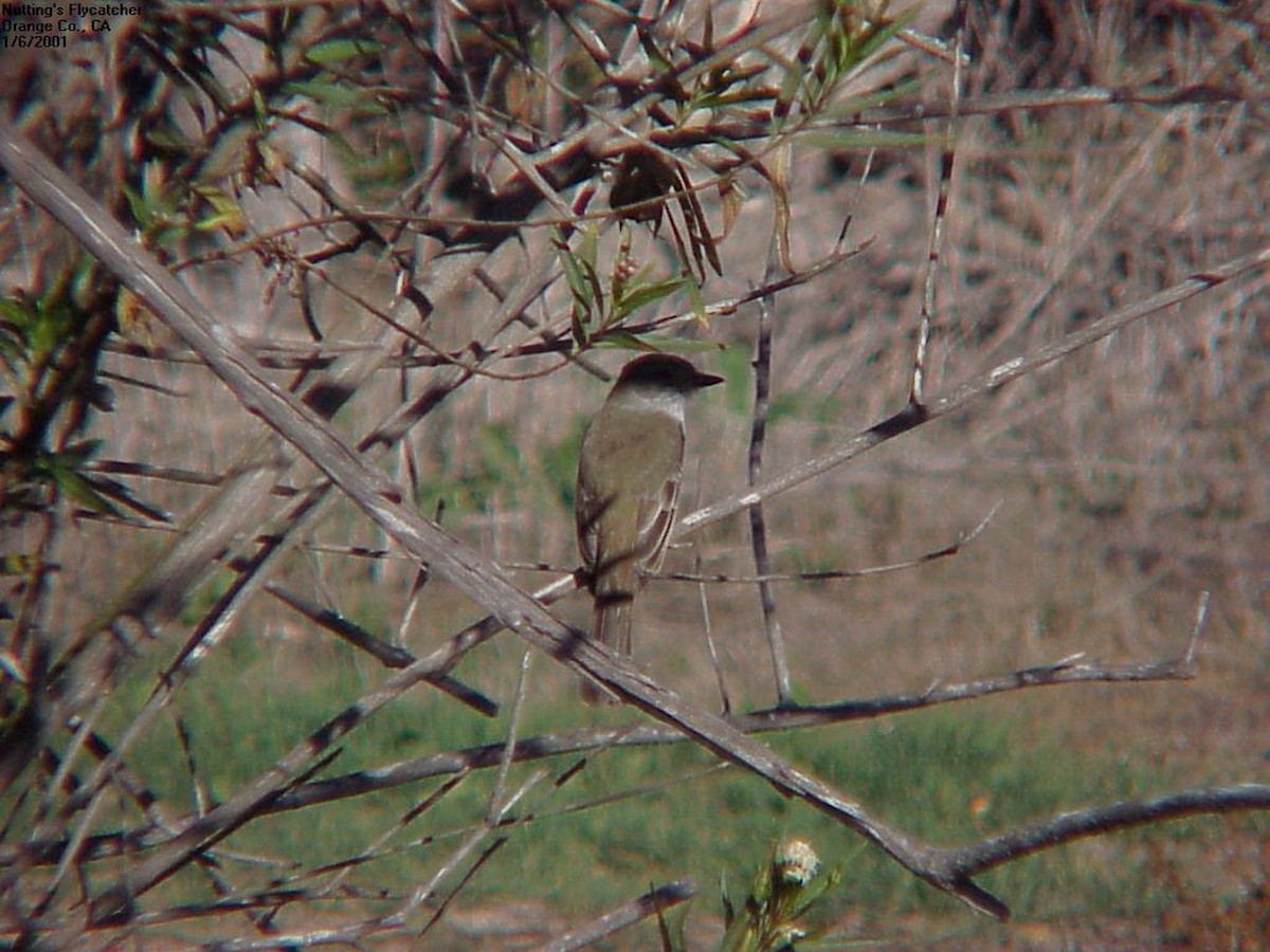 Nutting's Flycatcher - Stephen Davies