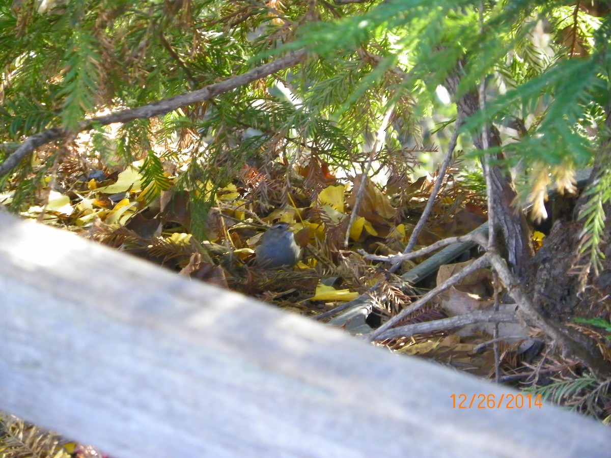 White-crowned Sparrow - ML88095991