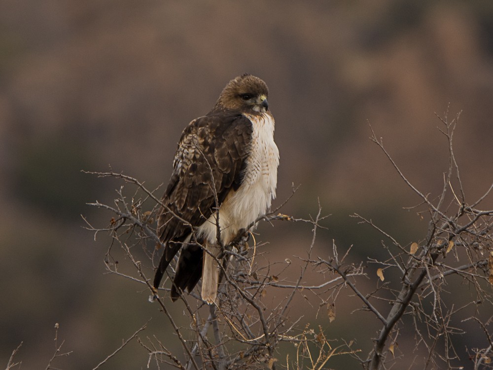 Red-tailed Hawk - Aija Konrad
