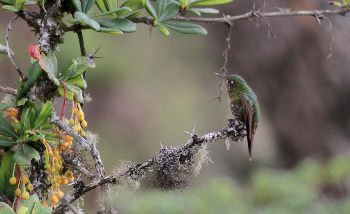 kolibřík dřišťálový (ssp. oreopola) - ML88098161