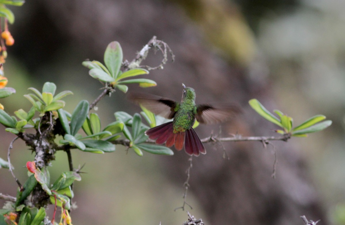 kolibřík dřišťálový (ssp. oreopola) - ML88098181
