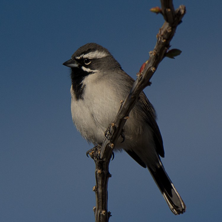 Black-throated Sparrow - ML88099181