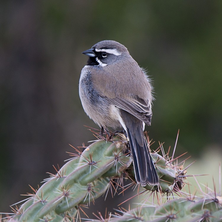 Black-throated Sparrow - ML88099591