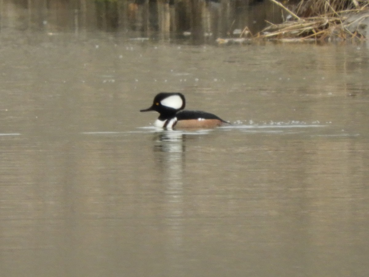 Hooded Merganser - ML88099981