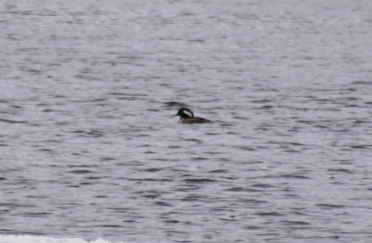 Hooded Merganser - ML88100041