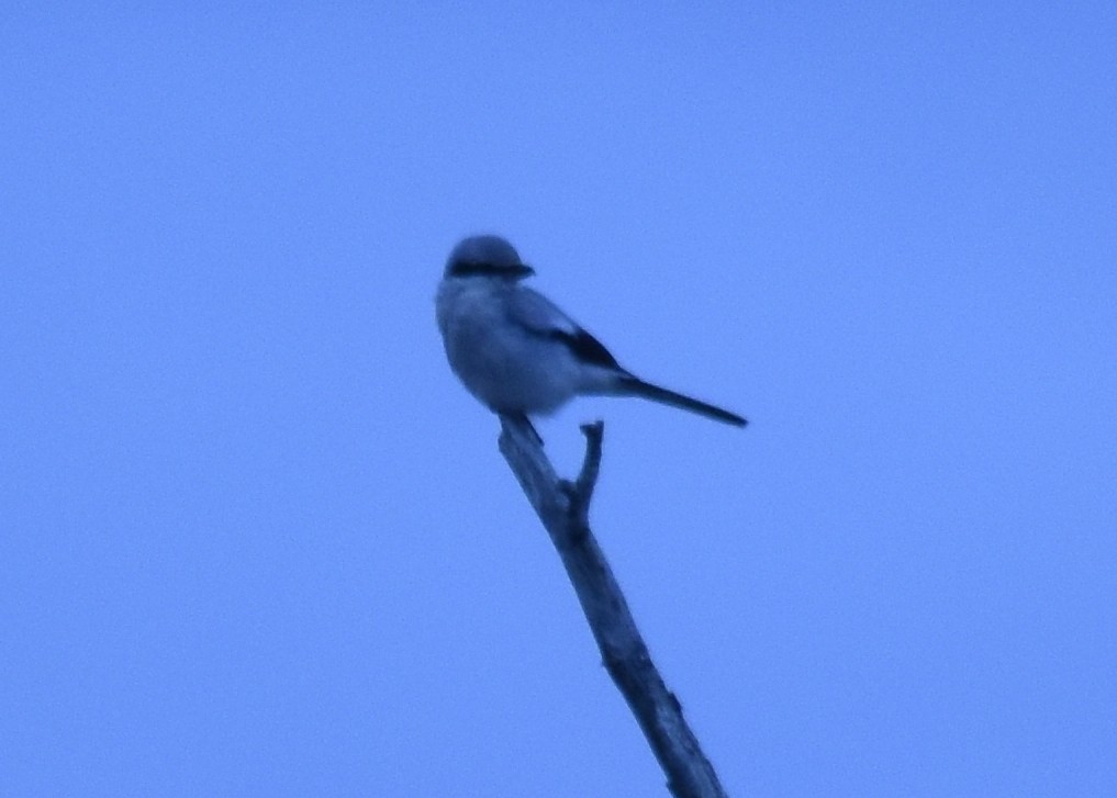 Northern Shrike - Ernie Silhanek