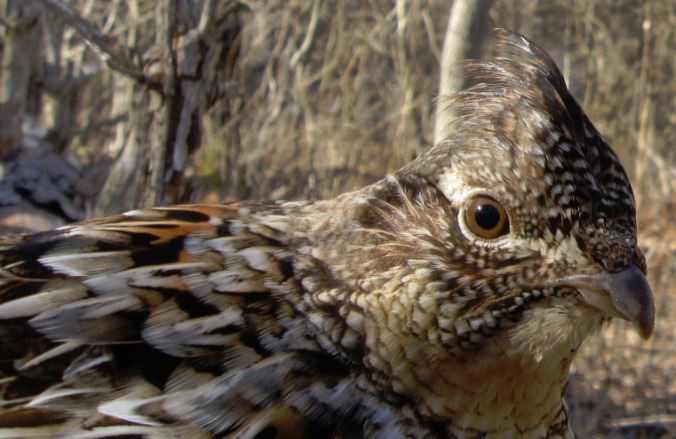 Ruffed Grouse - ML88100781