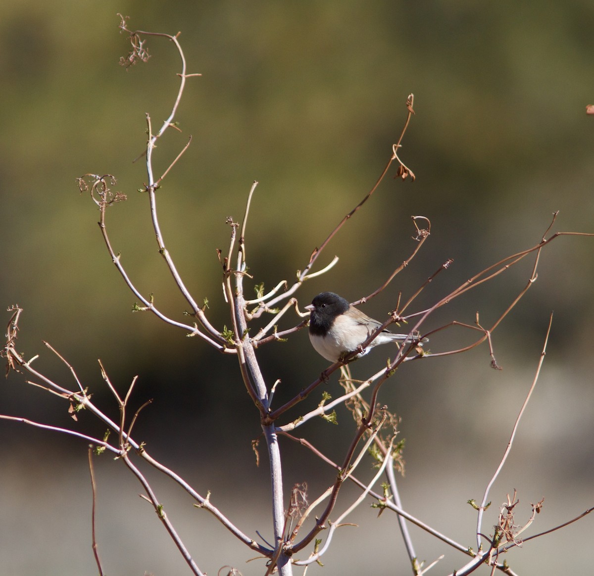 Dark-eyed Junco (Oregon) - ML88101021