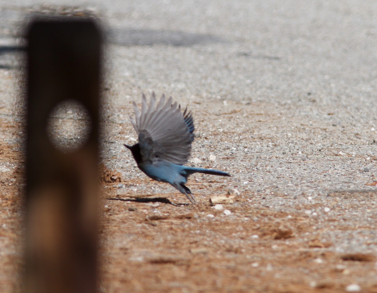 Steller's Jay - Holly Merker