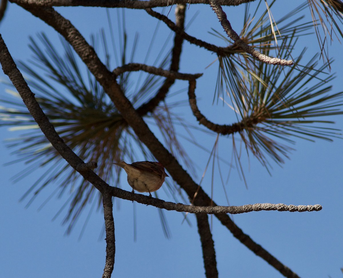 Cassin's Finch - ML88101301