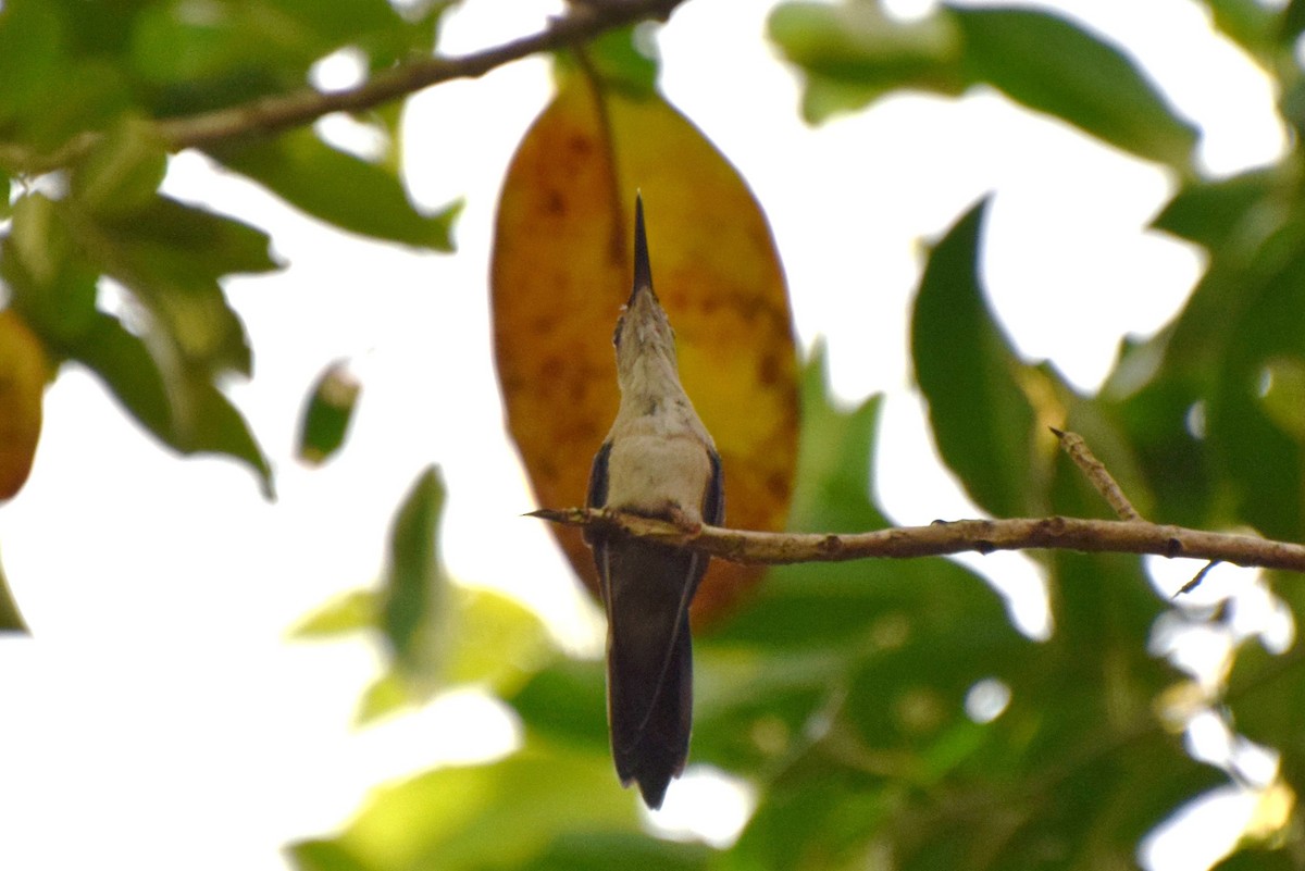kolibřík klínoocasý - ML88102641