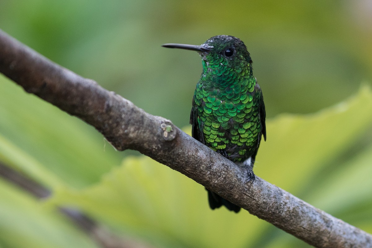 Steely-vented Hummingbird - ML88105471