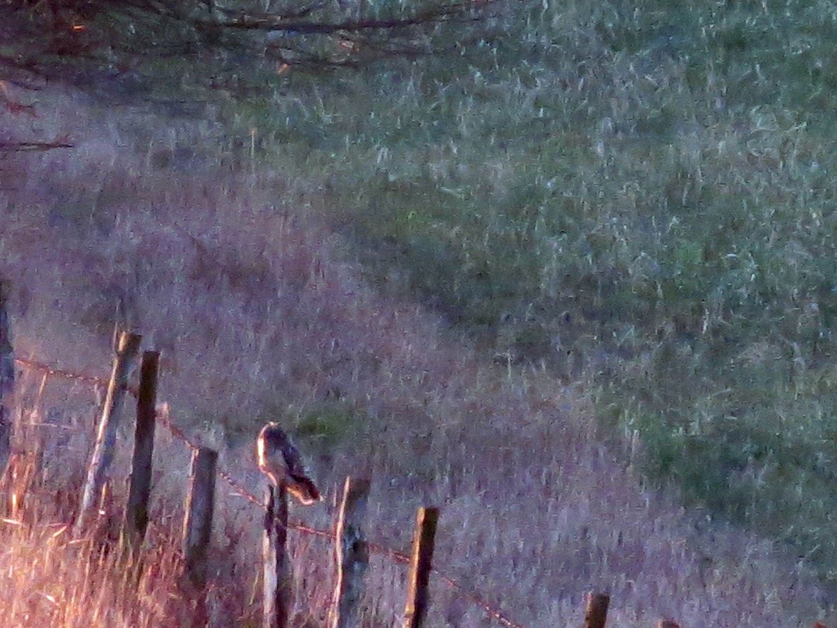 Short-eared Owl - ML88106451