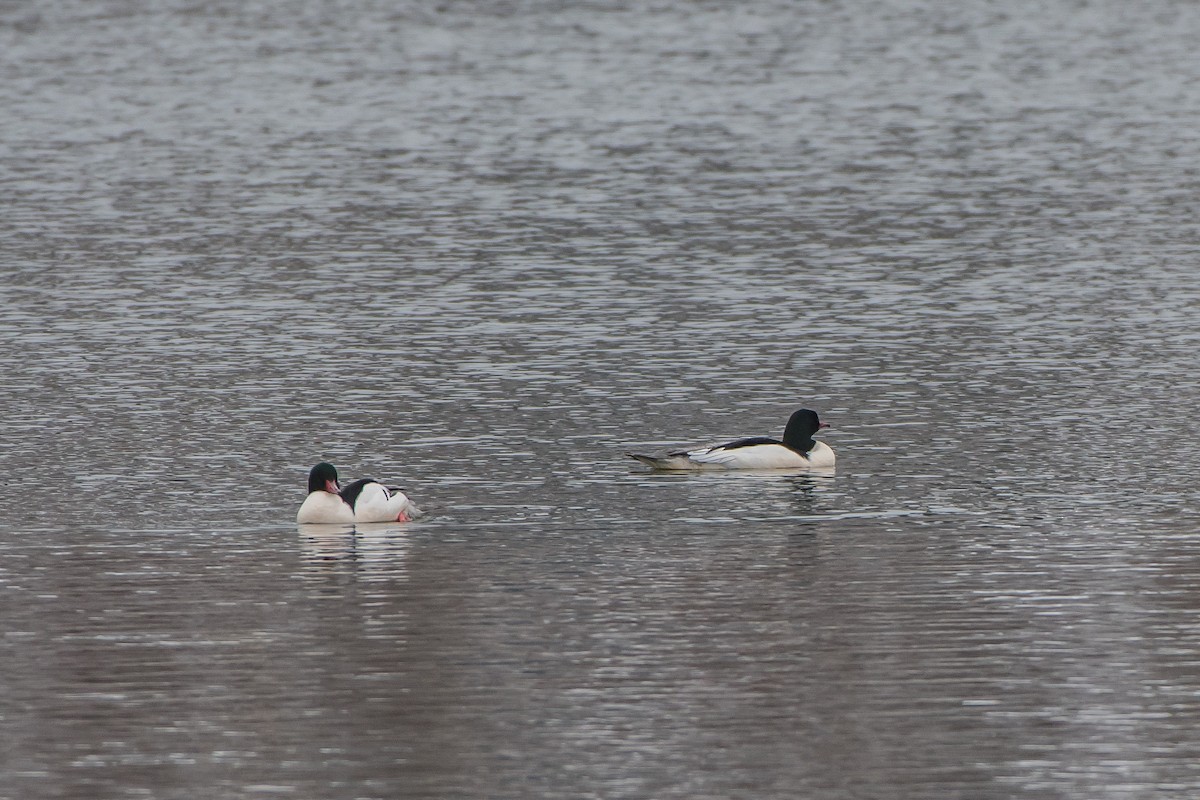 Common Merganser - ML88109141