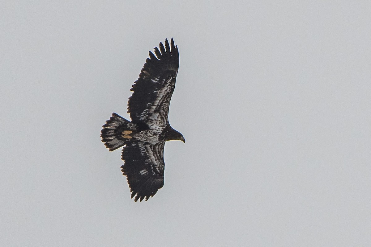 Bald Eagle - Frank King