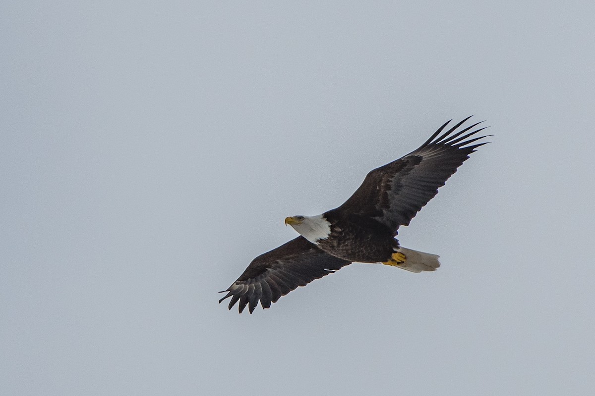 Bald Eagle - Frank King