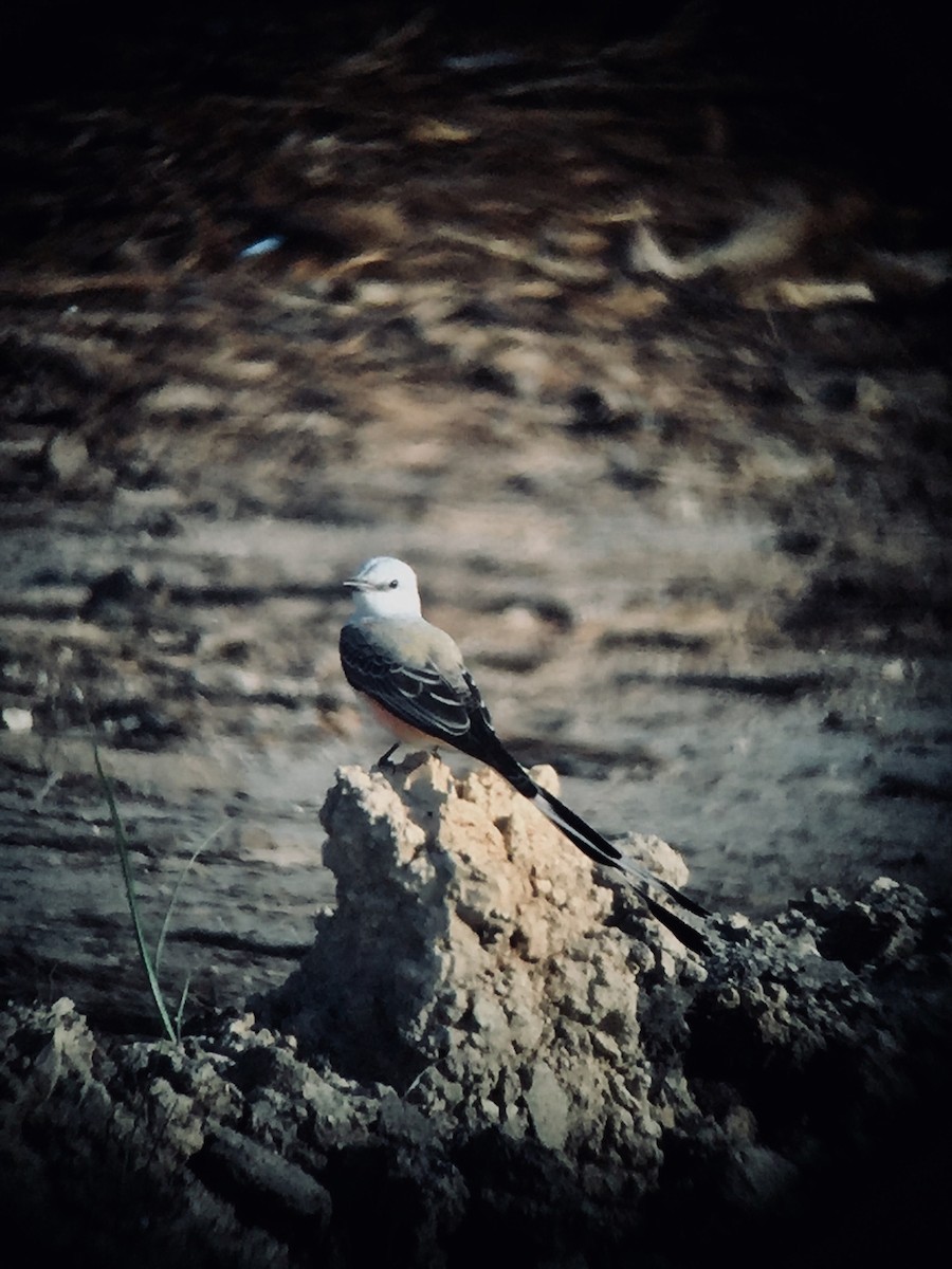 Scissor-tailed Flycatcher - ML88109891