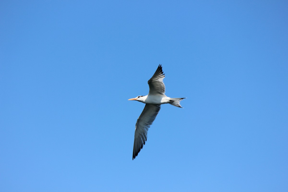 Royal Tern - John Oliver
