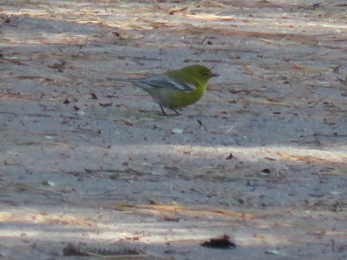 Pine Warbler - ML88112931