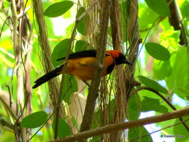 Orange-crowned Oriole - ML88113151