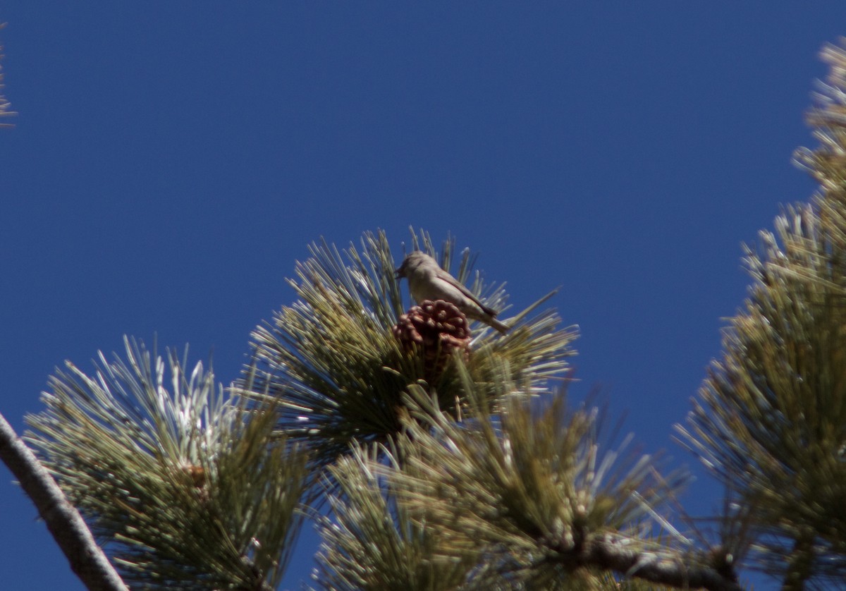 Red Crossbill (Ponderosa Pine or type 2) - ML88113211
