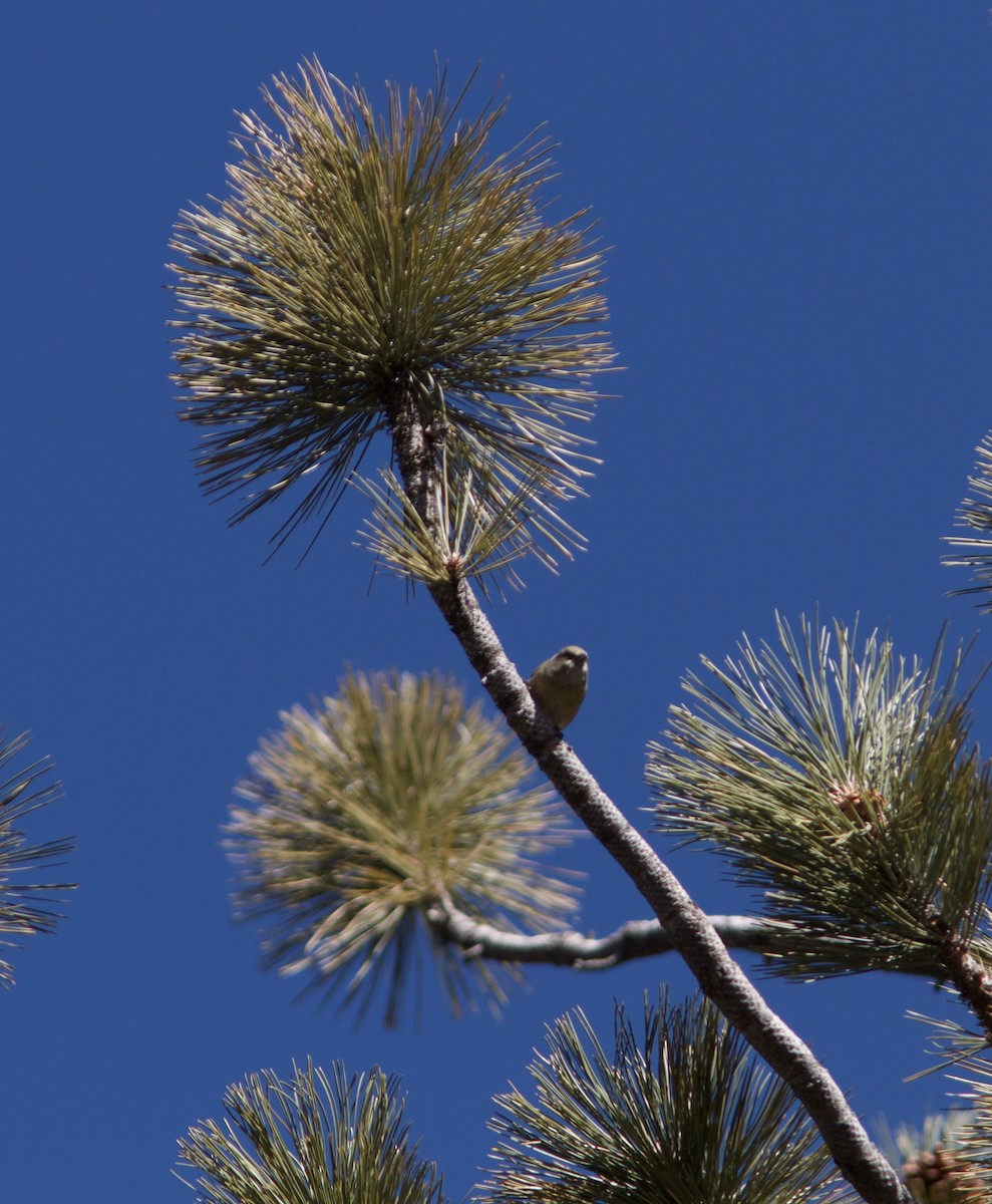 Red Crossbill (Ponderosa Pine or type 2) - ML88113221