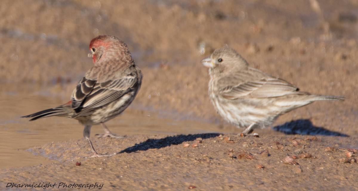 House Finch - Susan Nagi