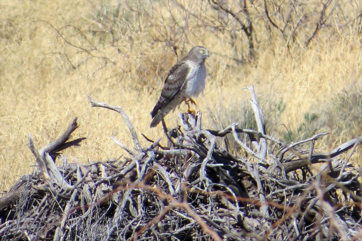 Northern Harrier - ML88121701